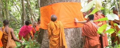 Buddhist monks ordaining trees in Thailand to awaken moral conscience of loggers